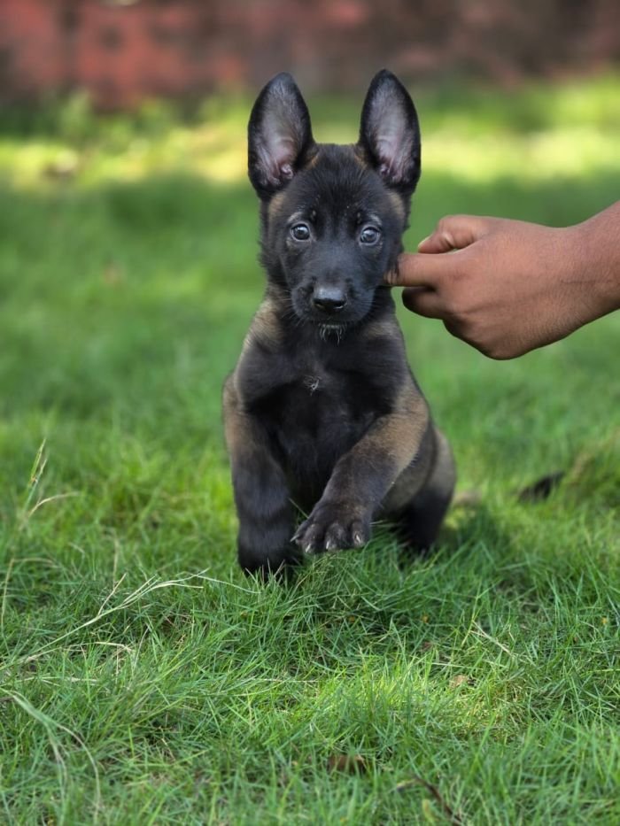 DogsIndia.com - Belgian Malinois - Mahesh