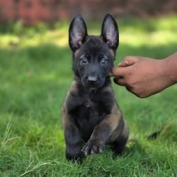 DogsIndia.com - Belgian Malinois - Mahesh
