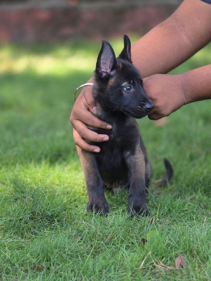 DogsIndia.com - Belgian Malinois - Mahesh