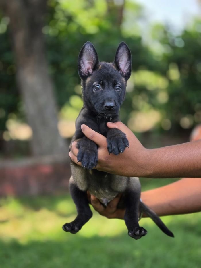 DogsIndia.com - Belgian Malinois - Mahesh