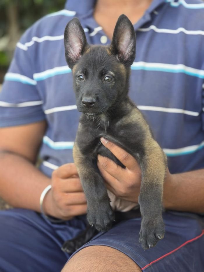 DogsIndia.com - Belgian Malinois - Mahesh