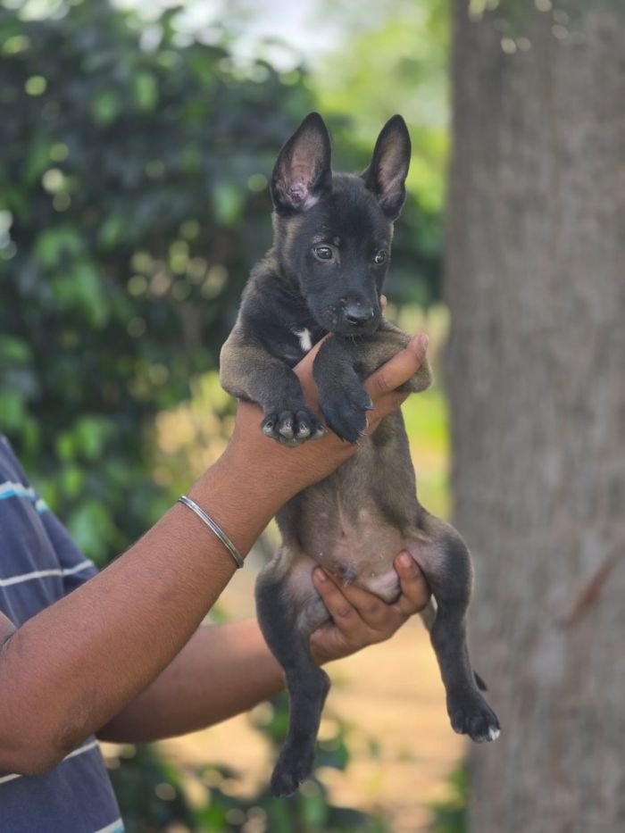 DogsIndia.com - Belgian Malinois - Mahesh