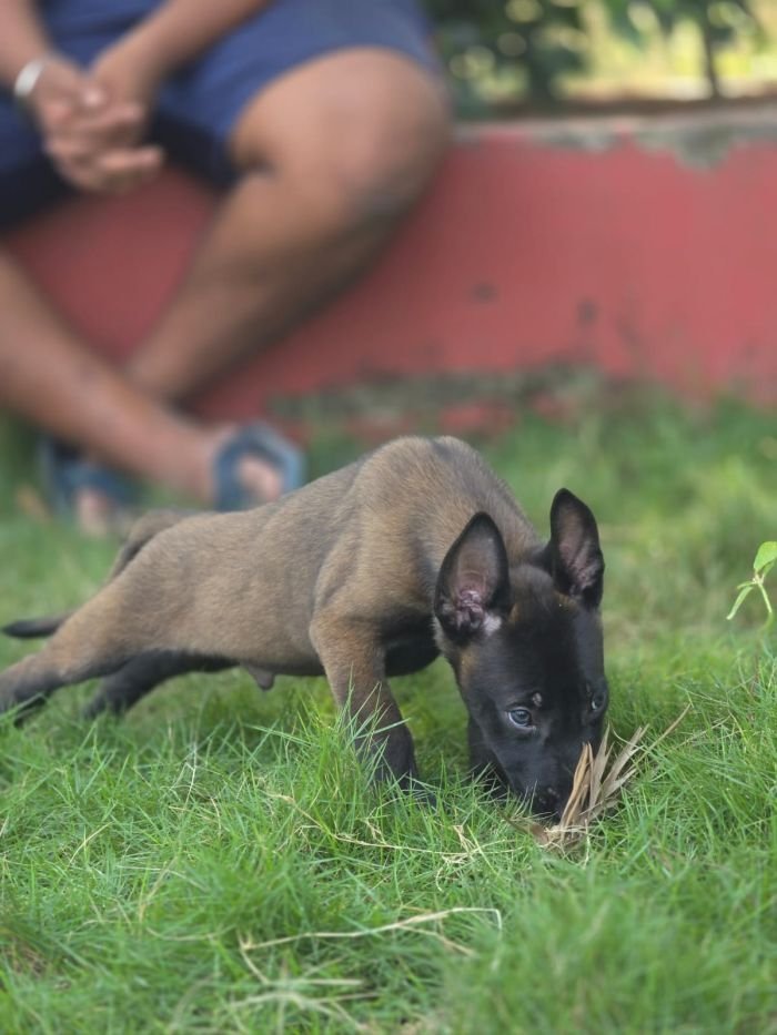 DogsIndia.com - Belgian Malinois - Mahesh