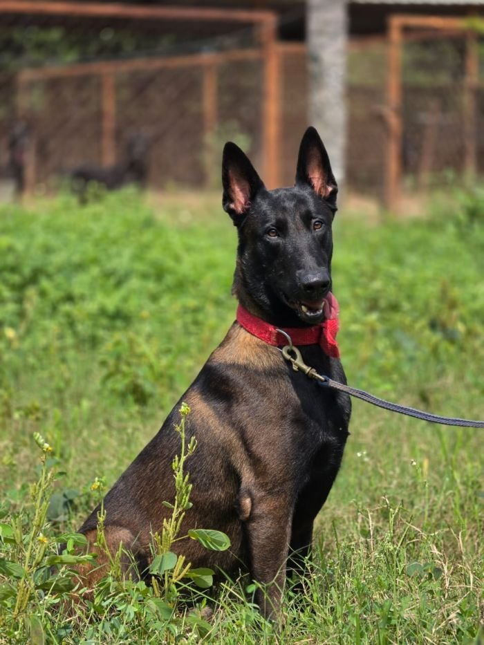 DogsIndia.com - Belgian Malinois - Mahesh