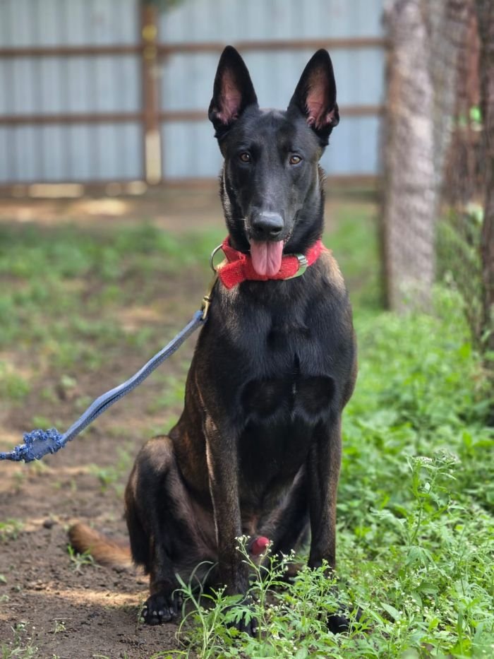 DogsIndia.com - Belgian Malinois - Mahesh
