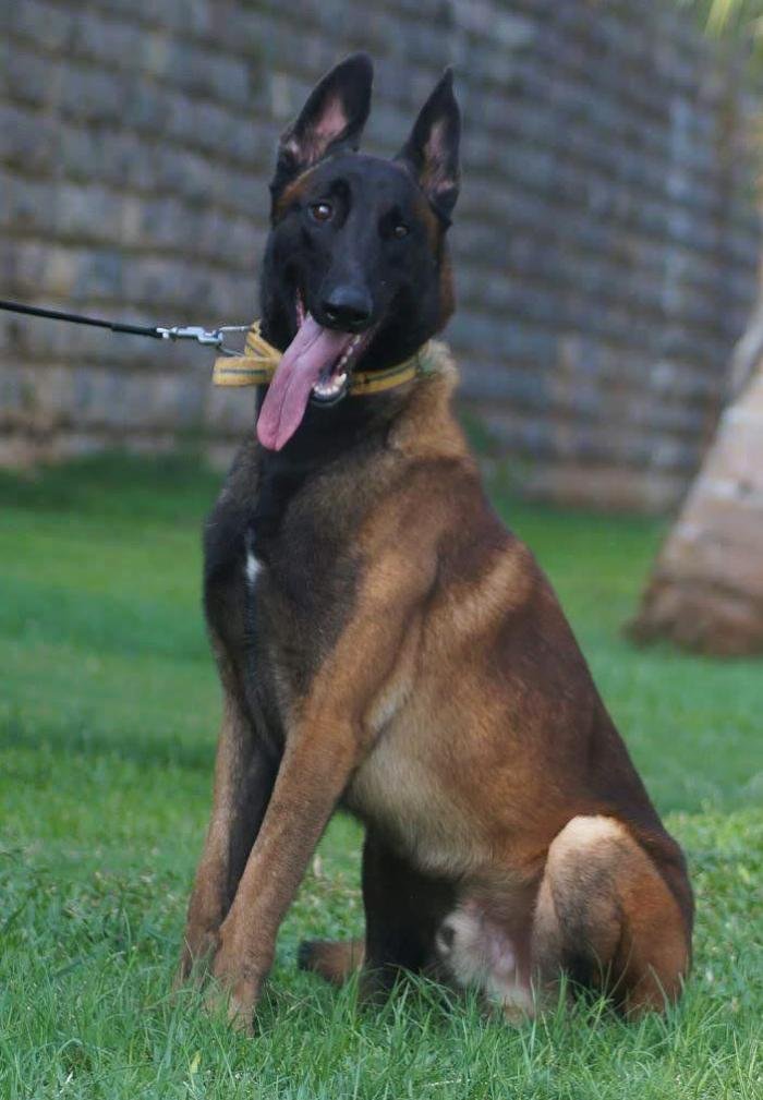 DogsIndia.com - Belgian Malinois - Mettu Raghu