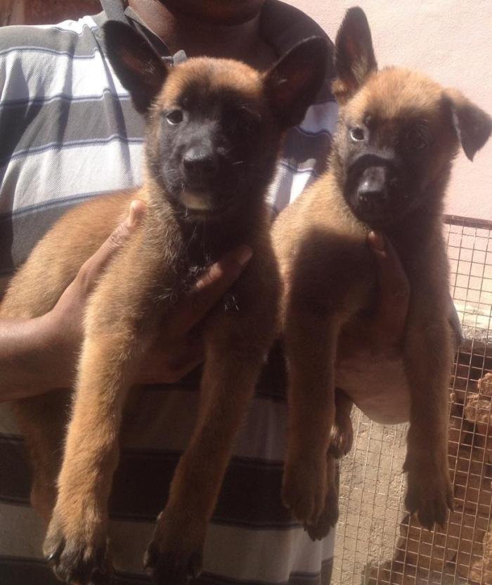 DogsIndia.com - Belgian Malinois - Mettu Raghu
