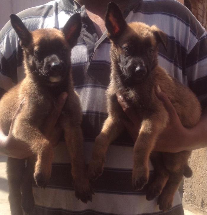 DogsIndia.com - Belgian Malinois - Mettu Raghu