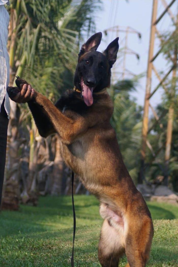 DogsIndia.com - Belgian Malinois - Mettu Raghu
