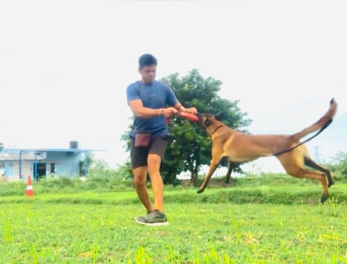DogsIndia.com - Belgian Malinois - Mithran
