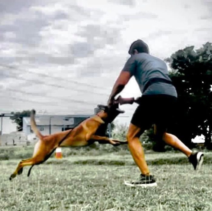 DogsIndia.com - Belgian Malinois - Mithran