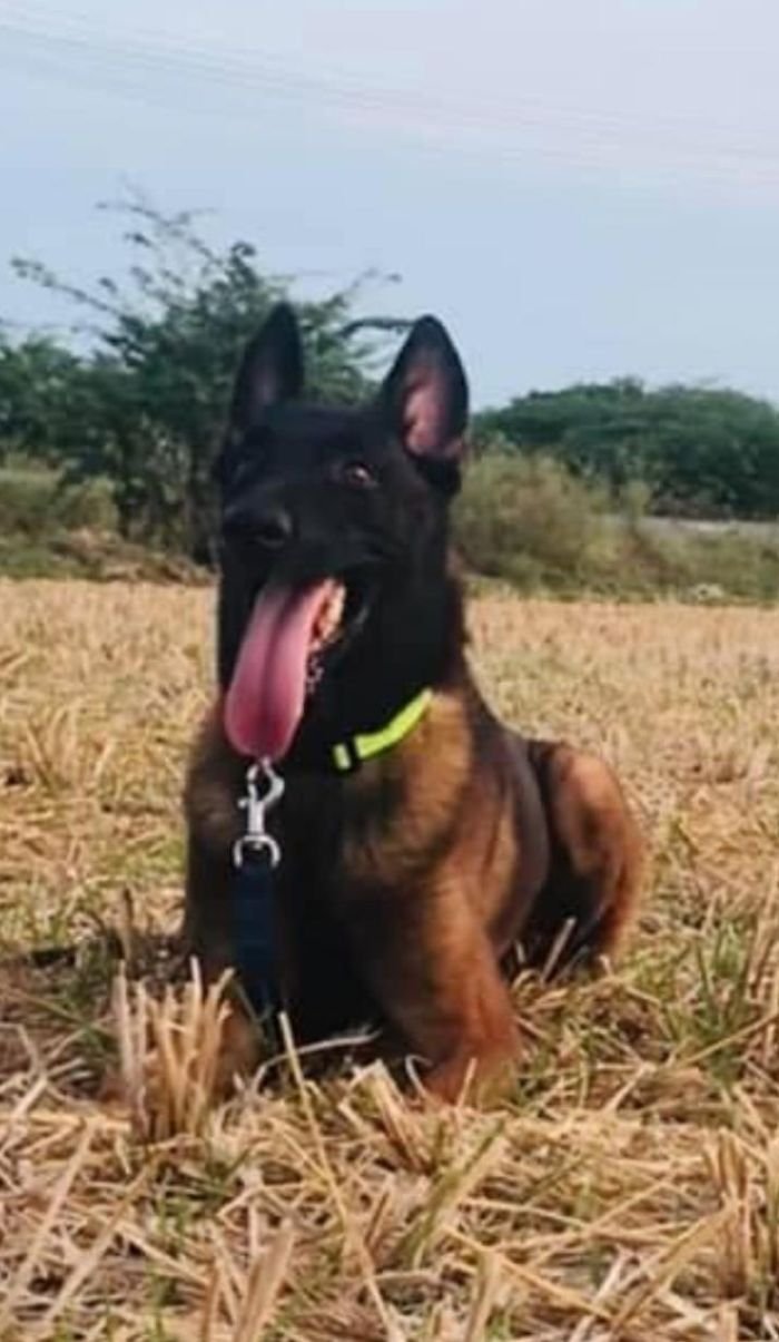 DogsIndia.com - Belgian Malinois - Mithran