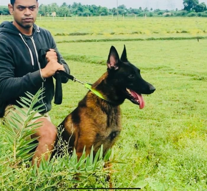 DogsIndia.com - Belgian Malinois - Mithran