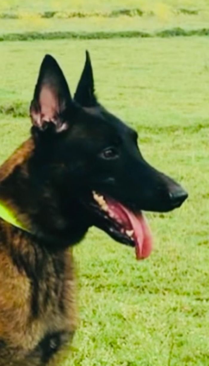 DogsIndia.com - Belgian Malinois - Mithran
