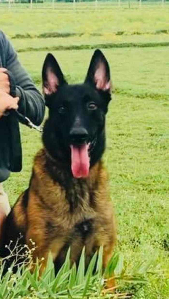 DogsIndia.com - Belgian Malinois - Mithran