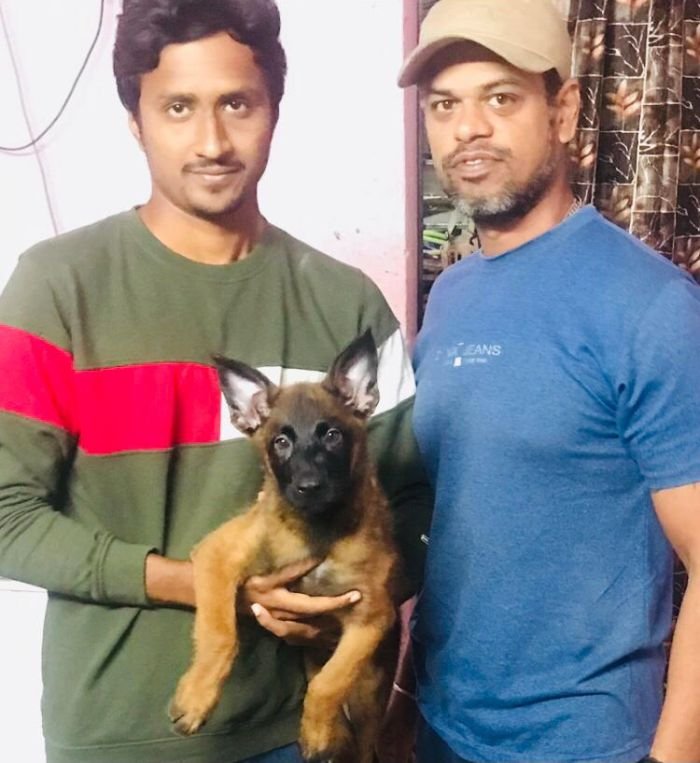 DogsIndia.com - Belgian Malinois - Mithran
