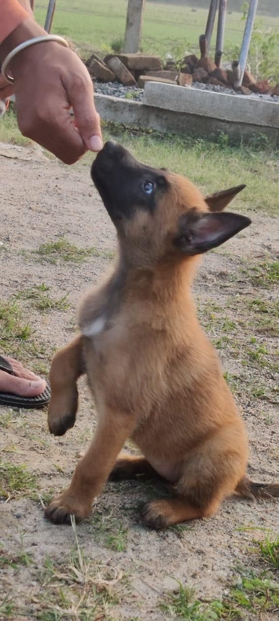 DogsIndia.com - Belgian Malinois - Mithran
