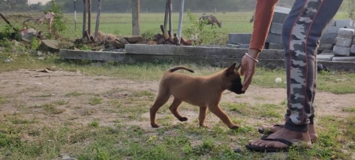 DogsIndia.com - Belgian Malinois - Mithran