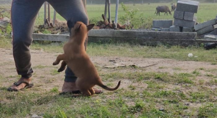 DogsIndia.com - Belgian Malinois - Mithran