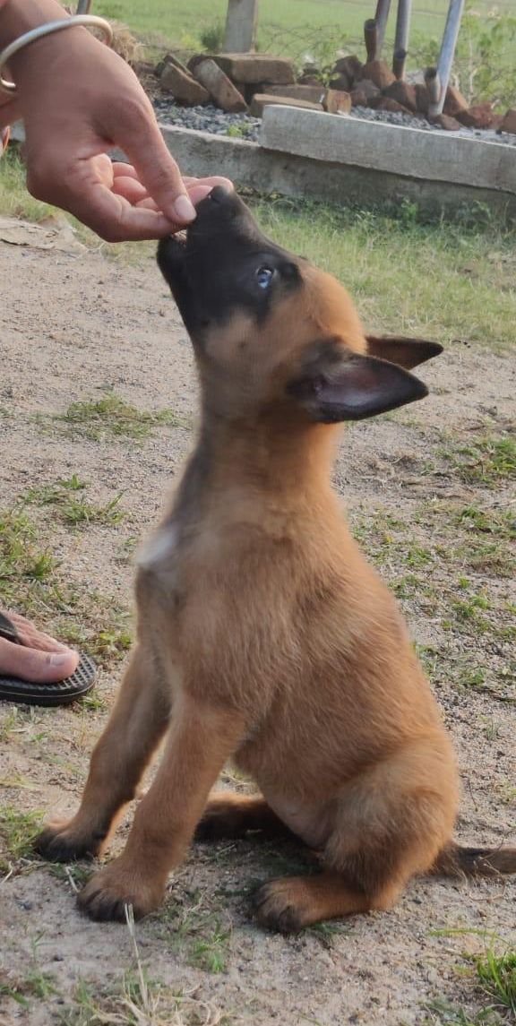 DogsIndia.com - Belgian Malinois - Mithran
