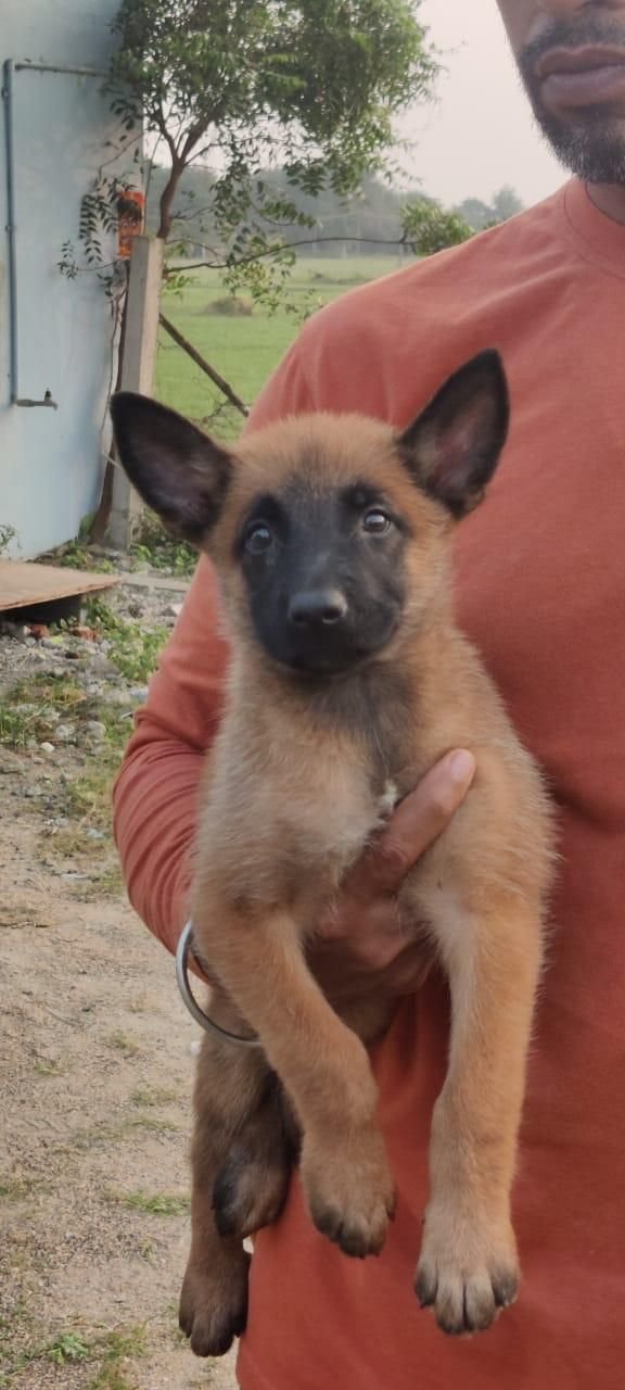 DogsIndia.com - Belgian Malinois - Mithran