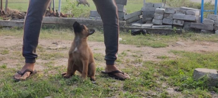 DogsIndia.com - Belgian Malinois - Mithran