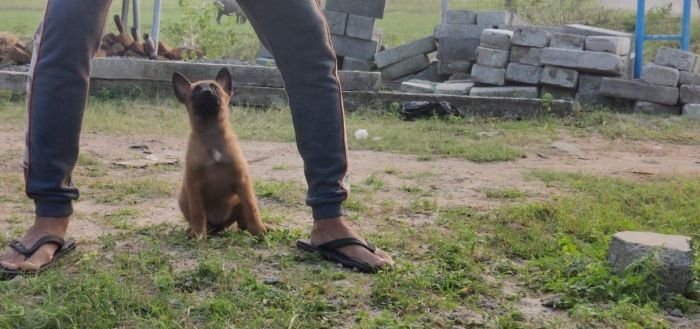 DogsIndia.com - Belgian Malinois - Mithran