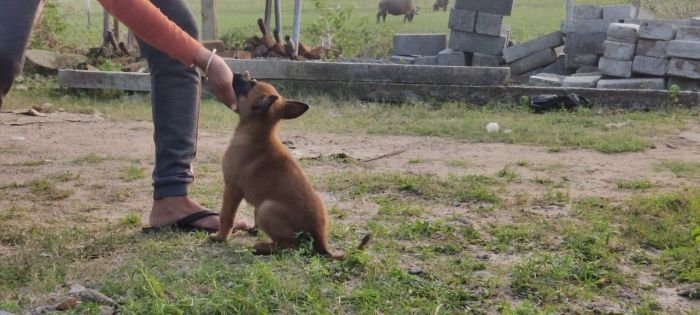 DogsIndia.com - Belgian Malinois - Mithran