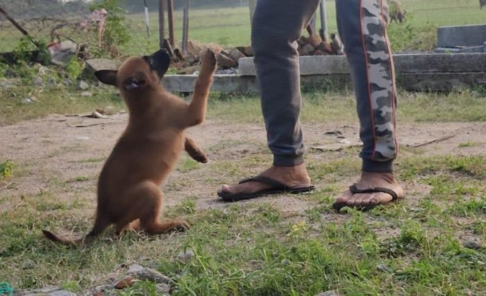 DogsIndia.com - Belgian Malinois - Mithran