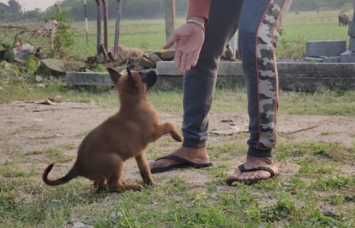 DogsIndia.com - Belgian Malinois - Mithran