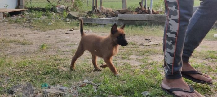 DogsIndia.com - Belgian Malinois - Mithran