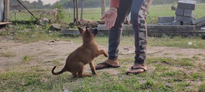 DogsIndia.com - Belgian Malinois - Mithran