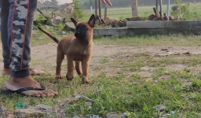 DogsIndia.com - Belgian Malinois - Mithran