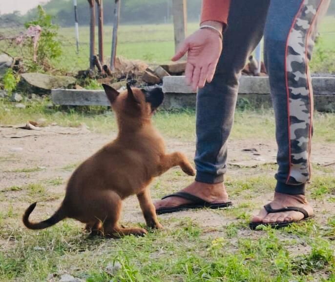 DogsIndia.com - Belgian Malinois - Mithran