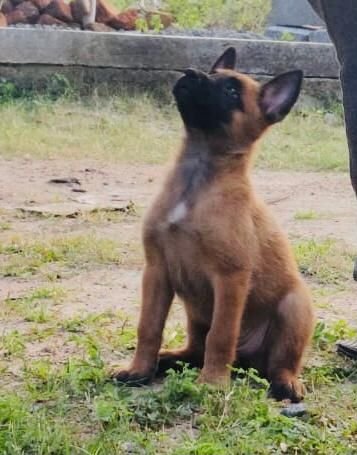 DogsIndia.com - Belgian Malinois - Mithran