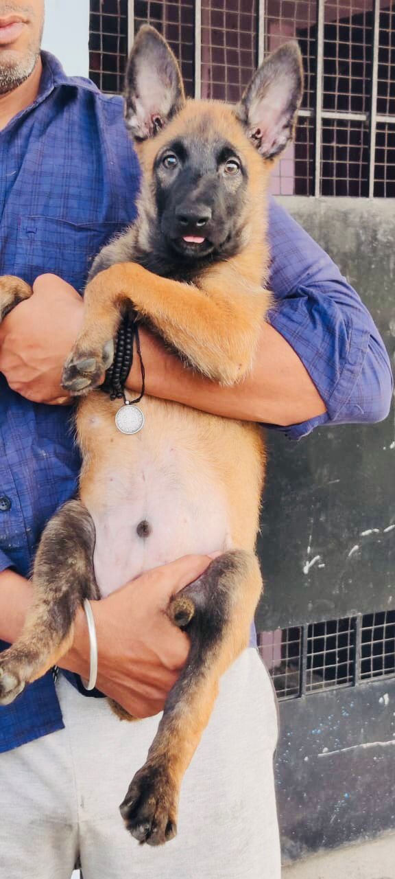 DogsIndia.com - Belgian Malinois - Mithran
