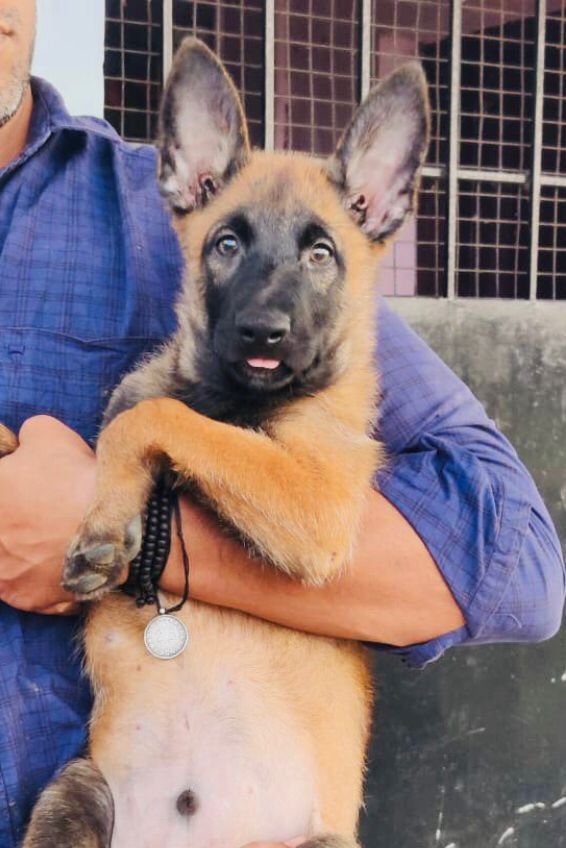 DogsIndia.com - Belgian Malinois - Mithran