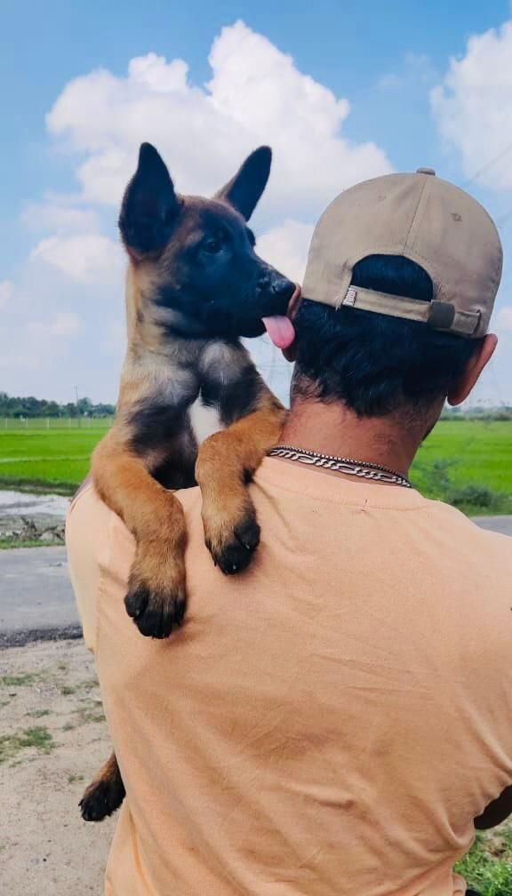 DogsIndia.com - Belgian Malinois - Mithran