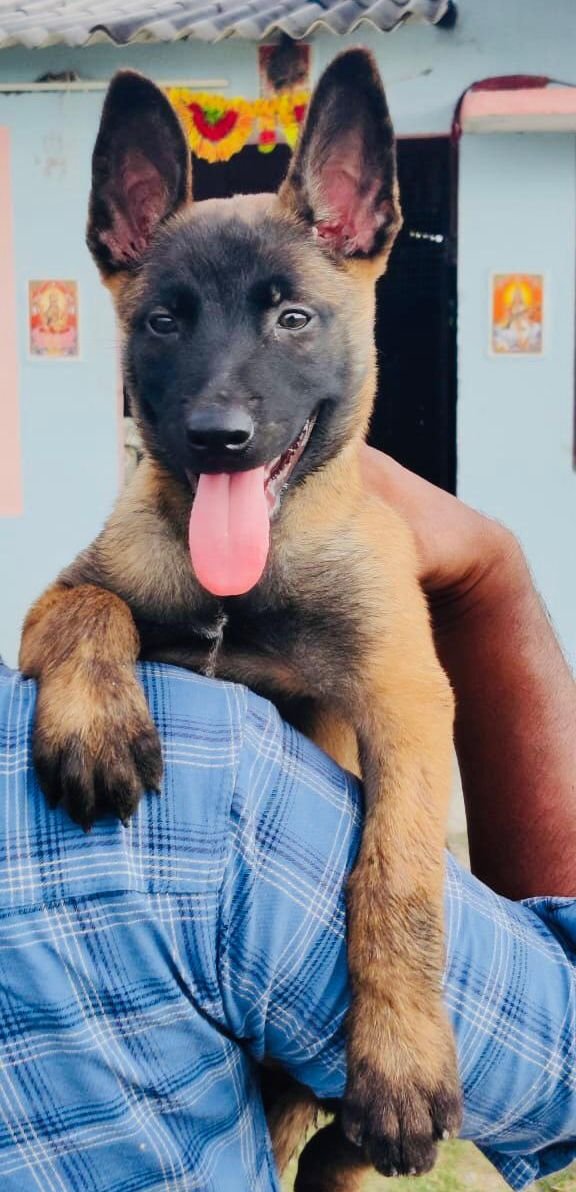 DogsIndia.com - Belgian Malinois - Mithran