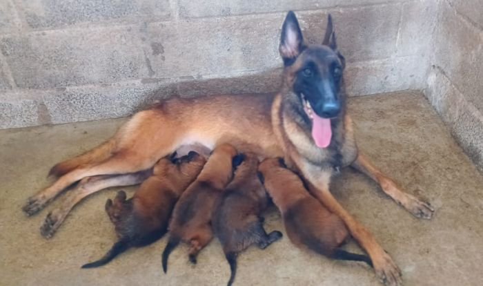 DogsIndia.com - Belgian Malinois - Mithran