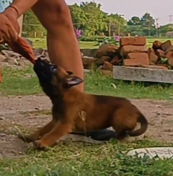 DogsIndia.com - Belgian Malinois - Mithran