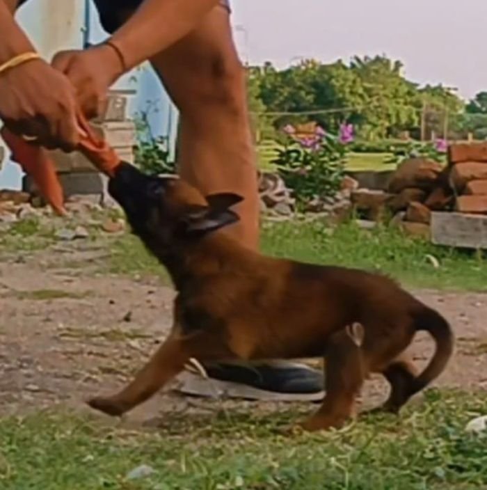 DogsIndia.com - Belgian Malinois - Mithran