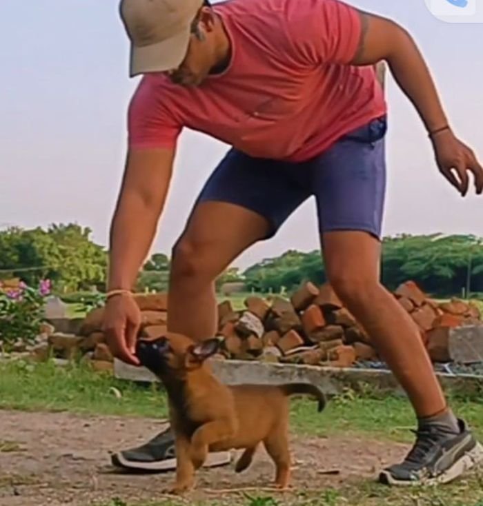DogsIndia.com - Belgian Malinois - Mithran