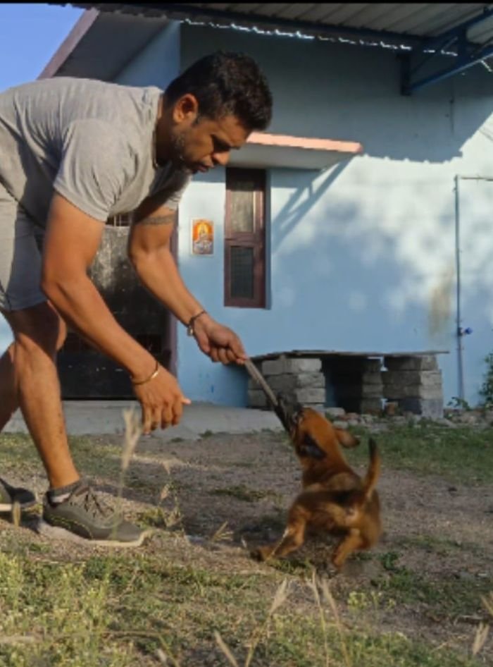 DogsIndia.com - Belgian Malinois - Mithran