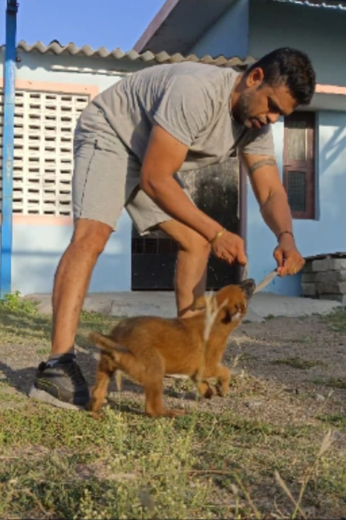 DogsIndia.com - Belgian Malinois - Mithran
