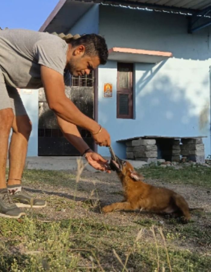 DogsIndia.com - Belgian Malinois - Mithran