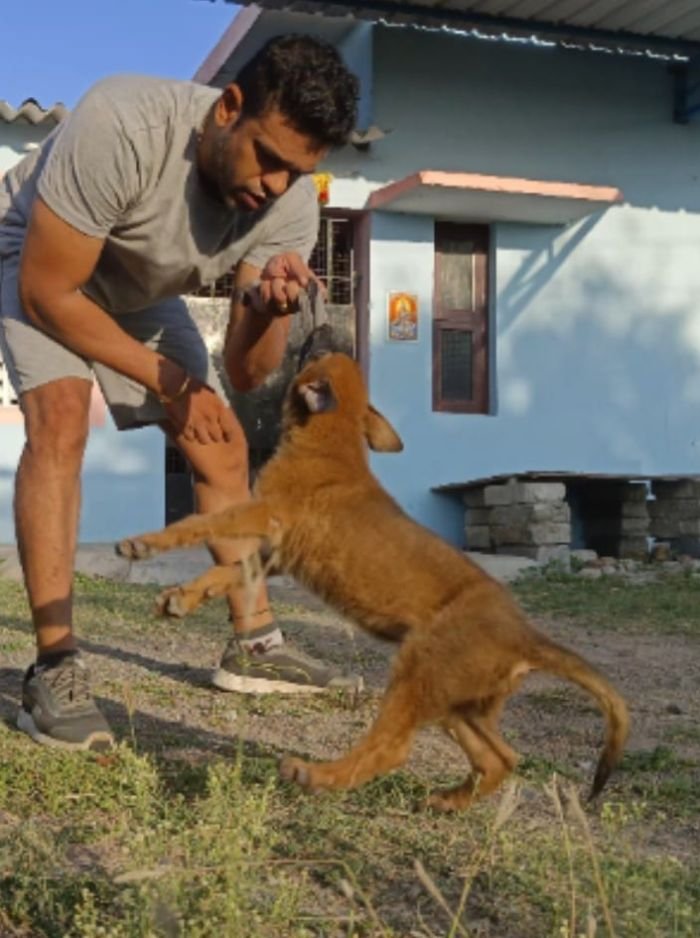 DogsIndia.com - Belgian Malinois - Mithran