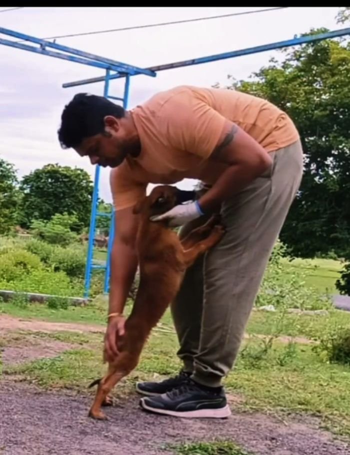 DogsIndia.com - Belgian Malinois - Mithran