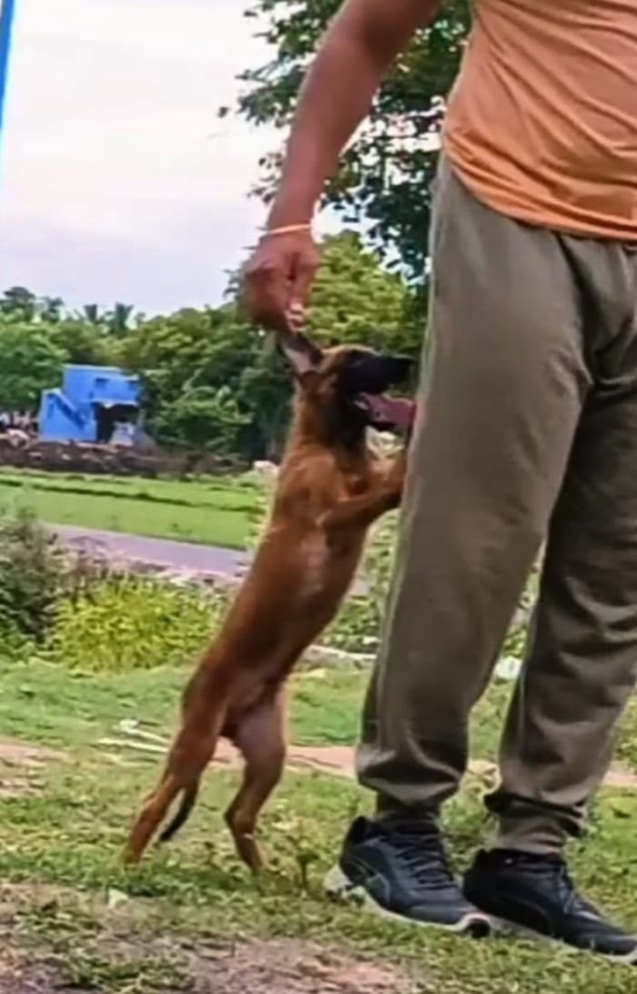 DogsIndia.com - Belgian Malinois - Mithran