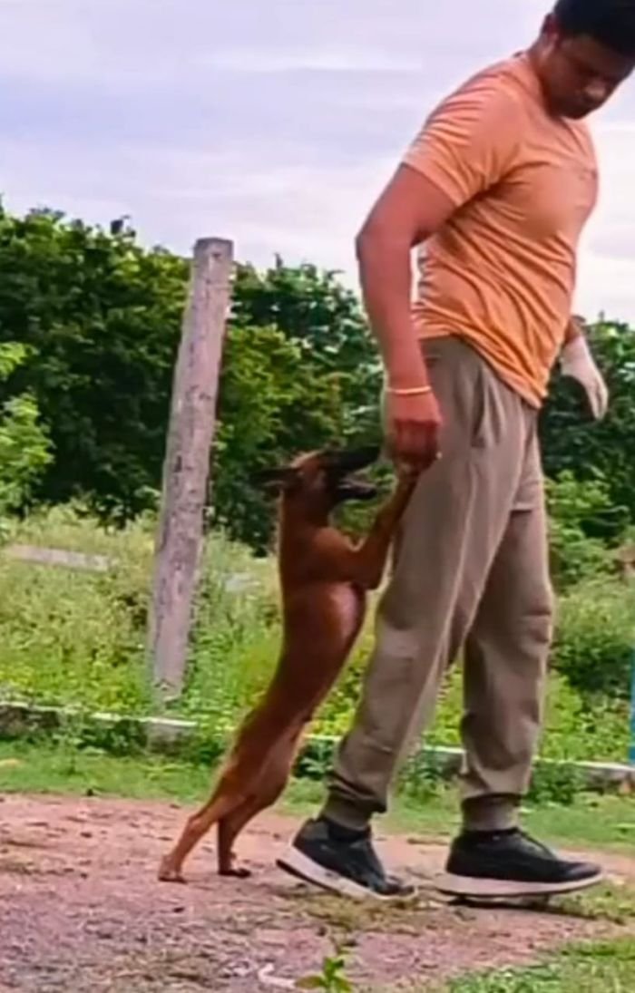 DogsIndia.com - Belgian Malinois - Mithran